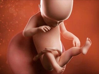 Feto de 19 semanas de embarazo Feto de 19 semanas de embarazo