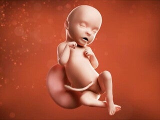 Feto de 31 semanas de embarazo Feto de 31 semanas de embarazo