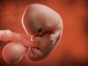 7 semanas de embarazo